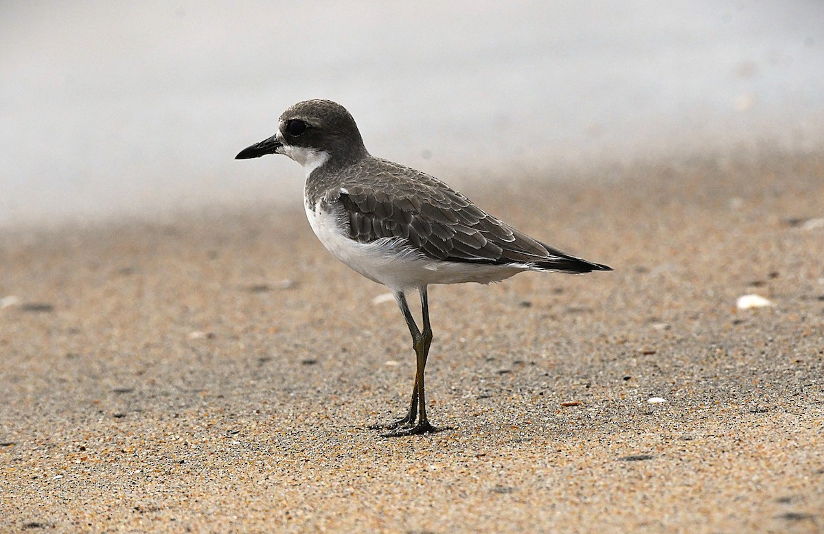 Greater Sand-Plover - ML646289413