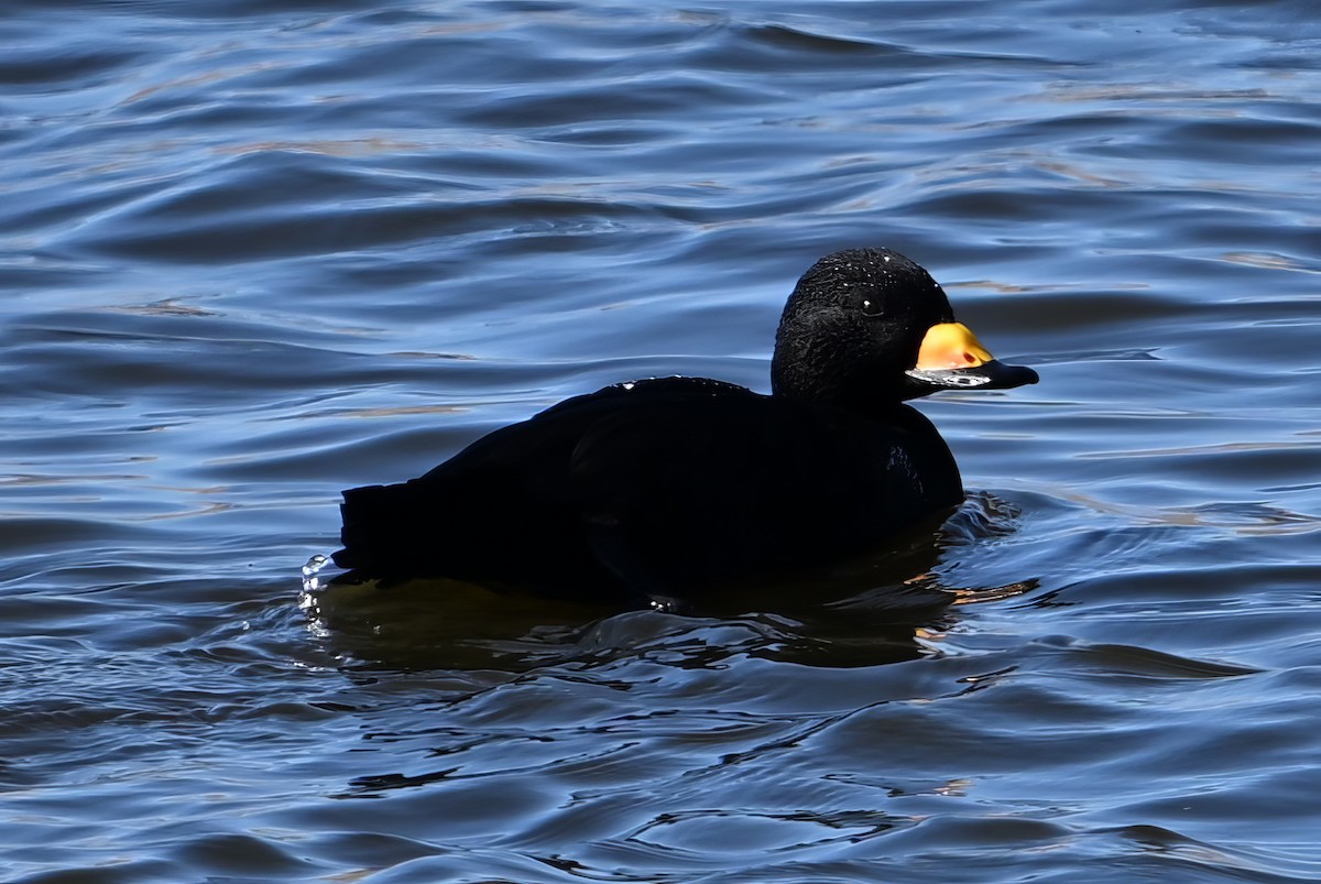 turpan žlutozobý - ML646289415