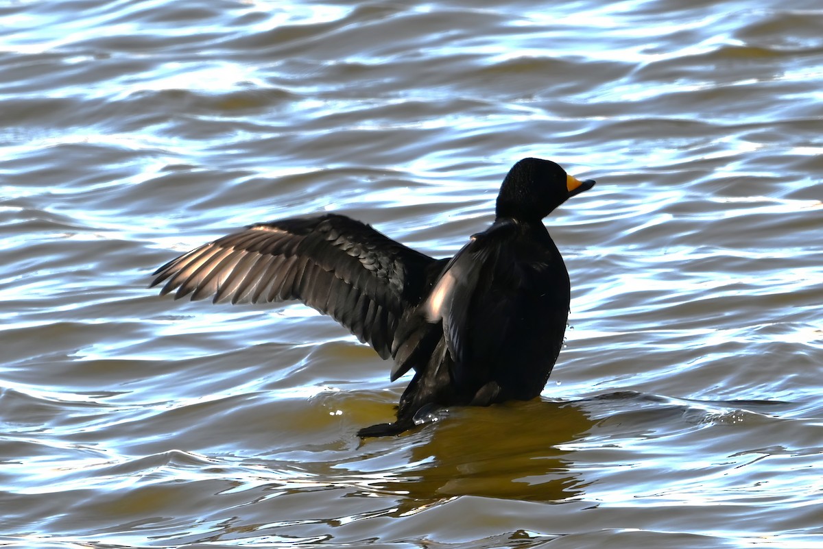 turpan žlutozobý - ML646289416