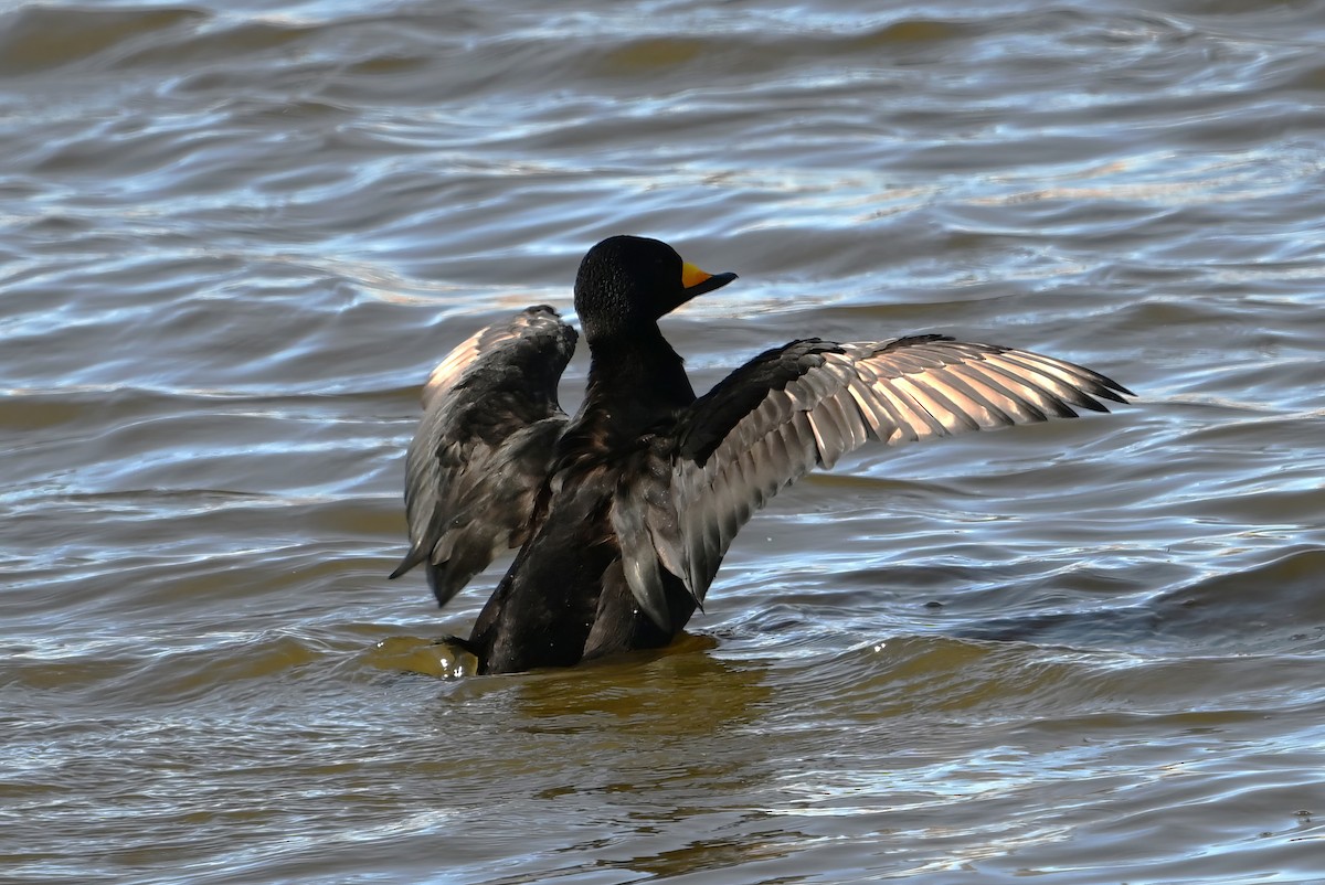 turpan žlutozobý - ML646289417
