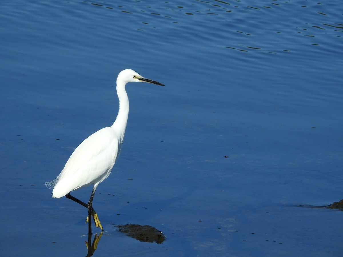 Little Egret - ML646289418
