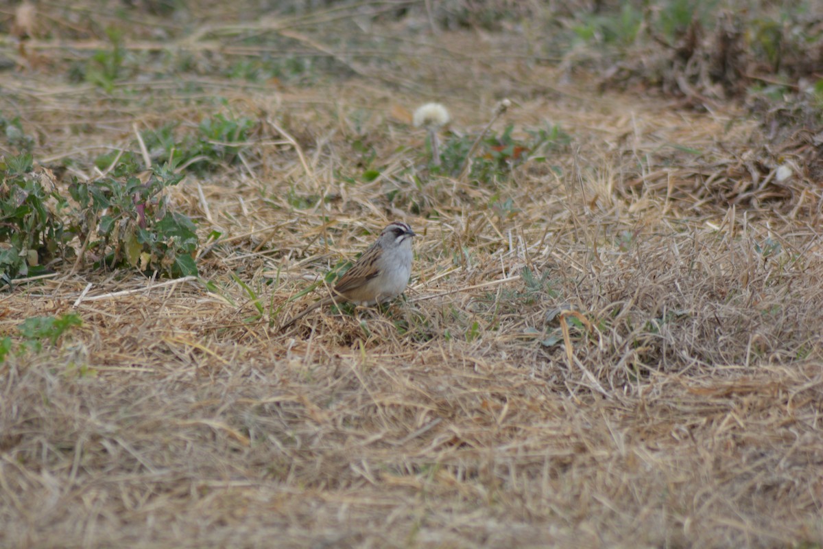 Yungas Sparrow - ML646289419