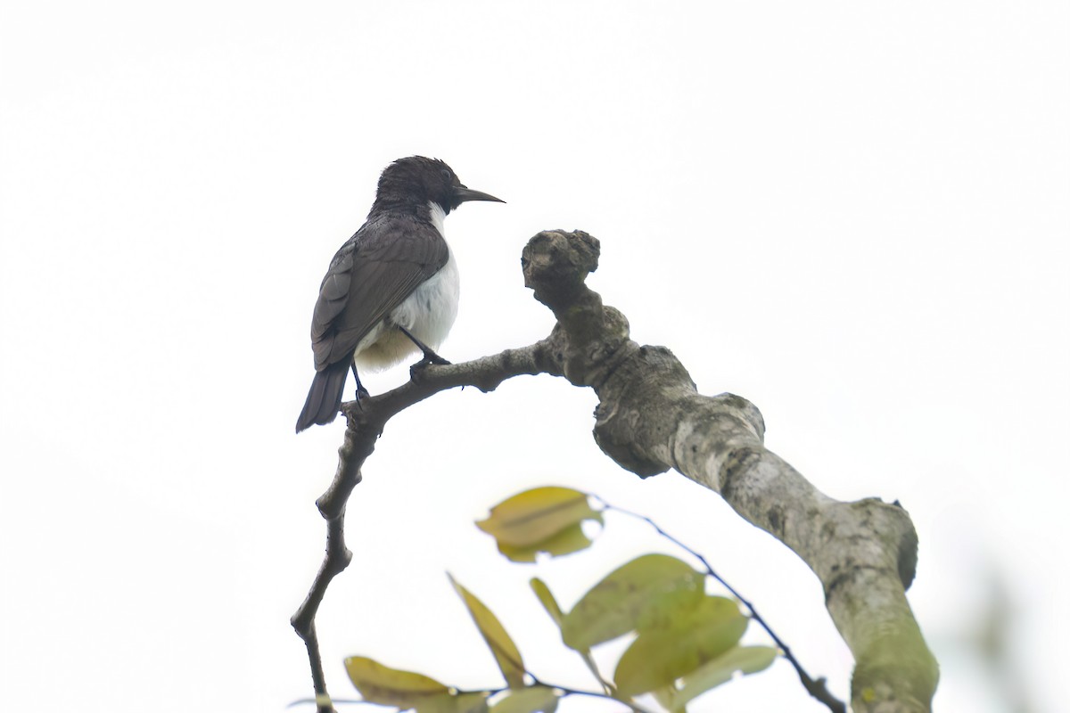 strdimil fialovohřbetý - ML646289420