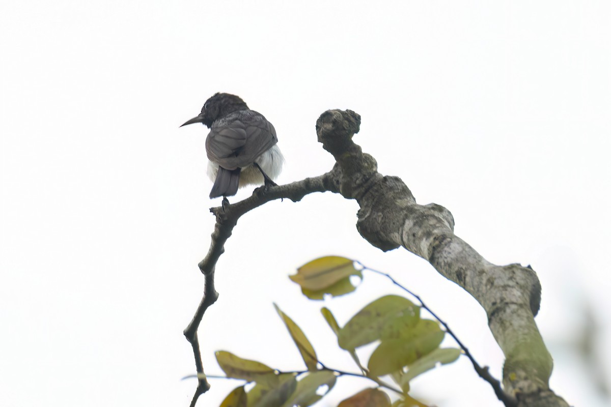 strdimil fialovohřbetý - ML646289421