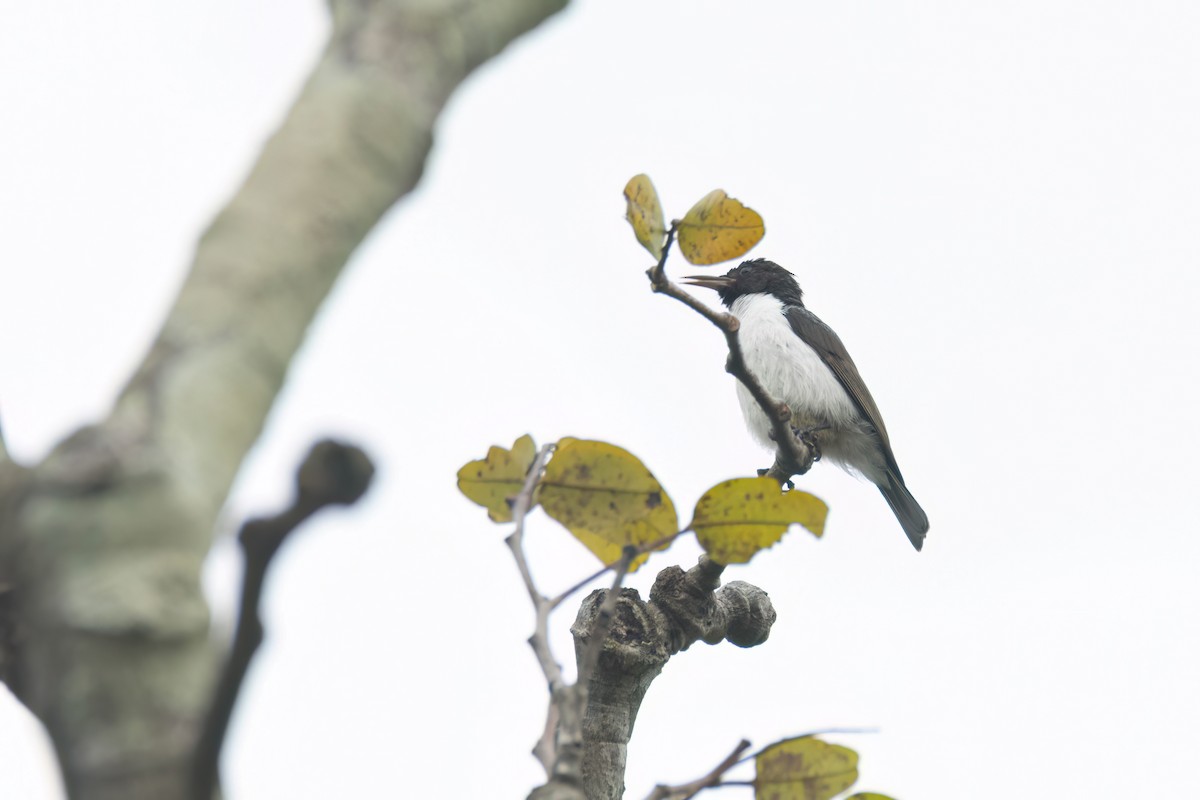 strdimil fialovohřbetý - ML646289423