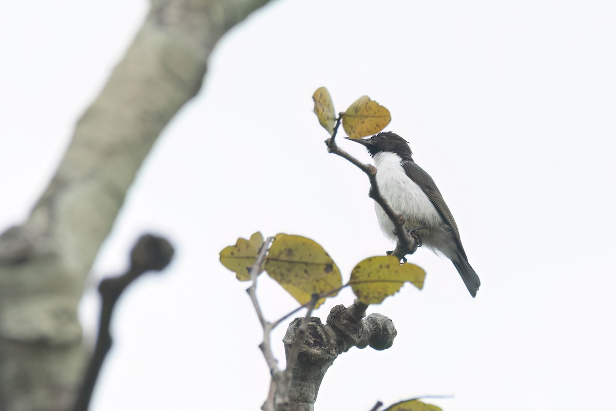 strdimil fialovohřbetý - ML646289424