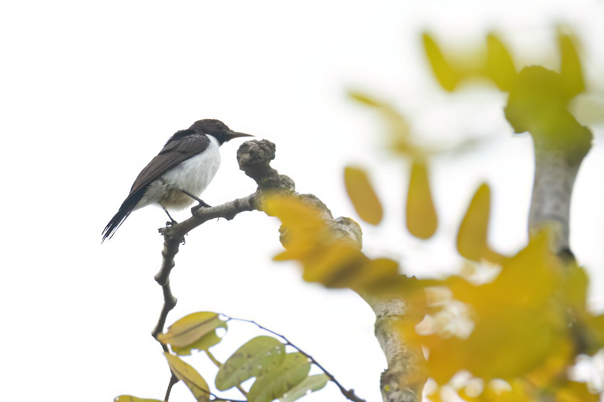 strdimil fialovohřbetý - ML646289425