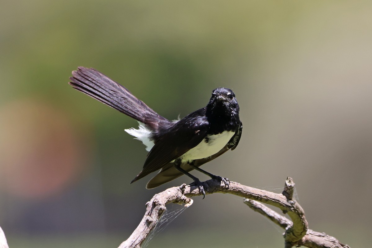 Willie-wagtail - ML646289430