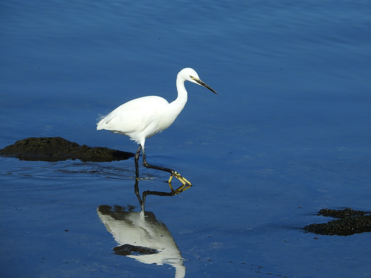 Little Egret - ML646289444