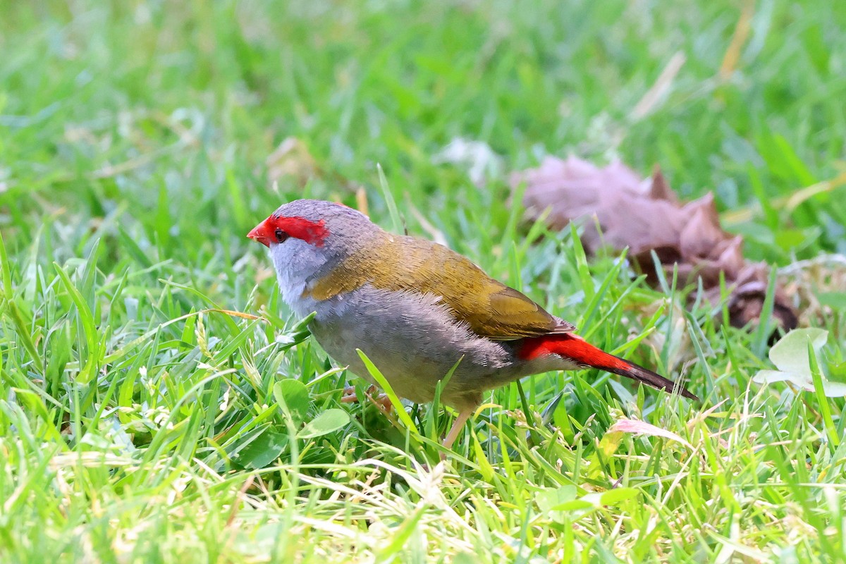 Red-browed Firetail - ML646289445