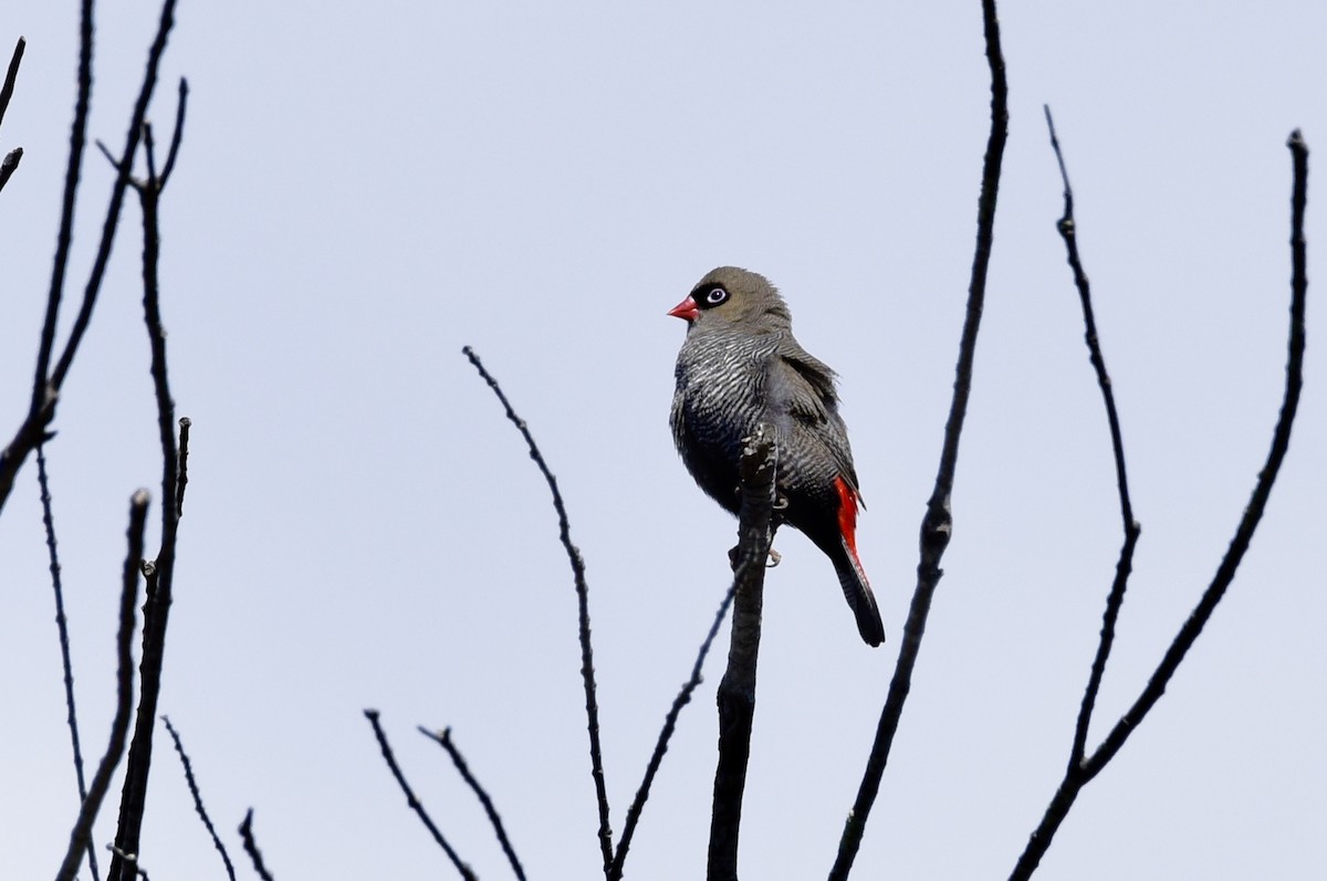 Beautiful Firetail - ML646289446