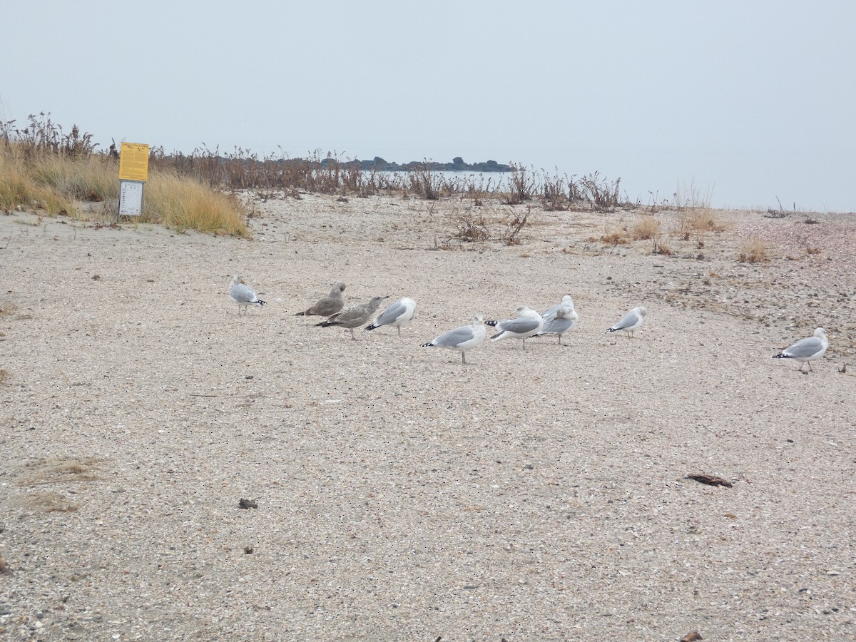 racek americký - ML646289451