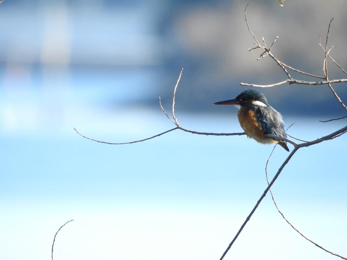 ledňáček říční - ML646289455