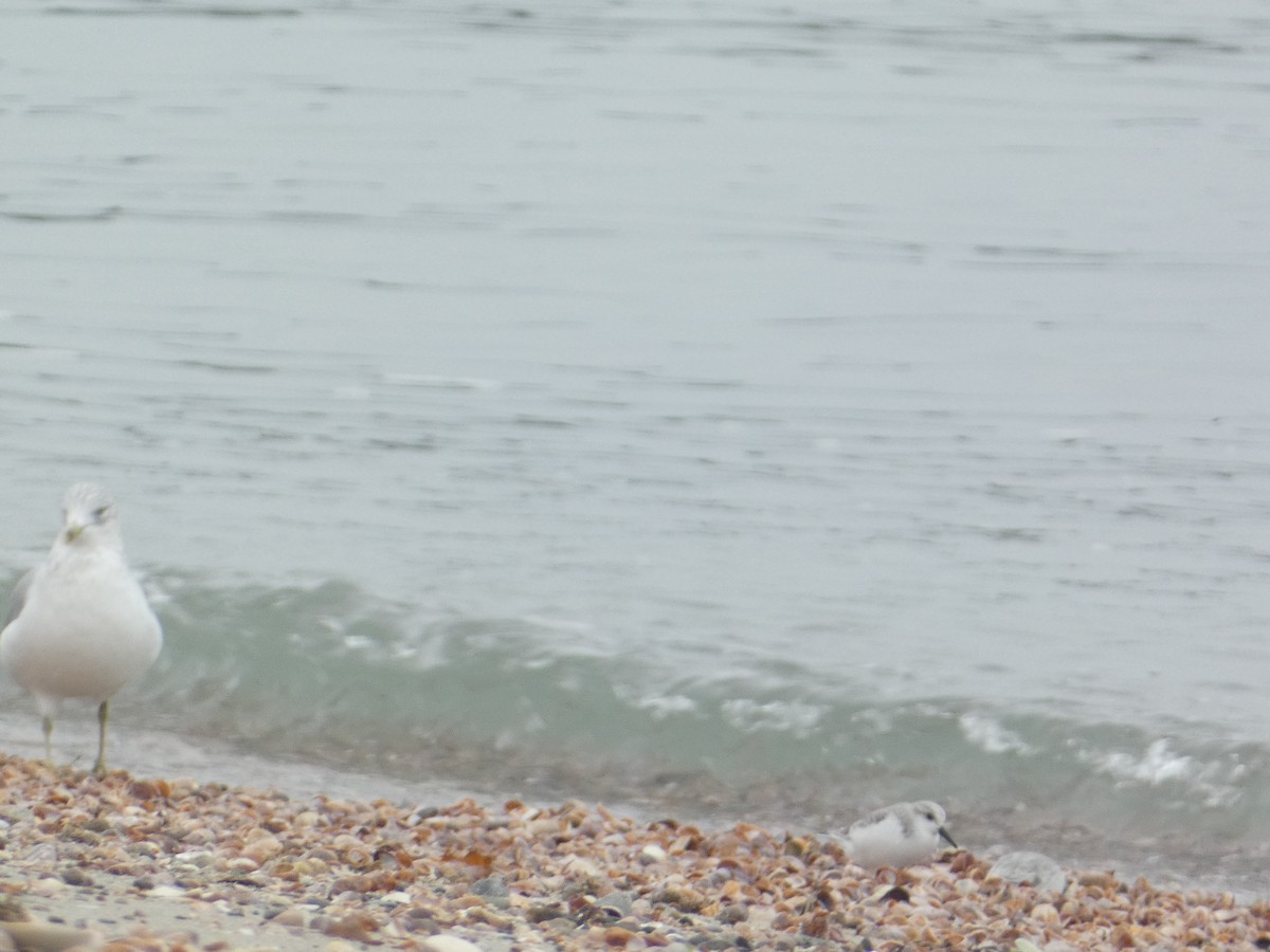 jespák písečný - ML646289456