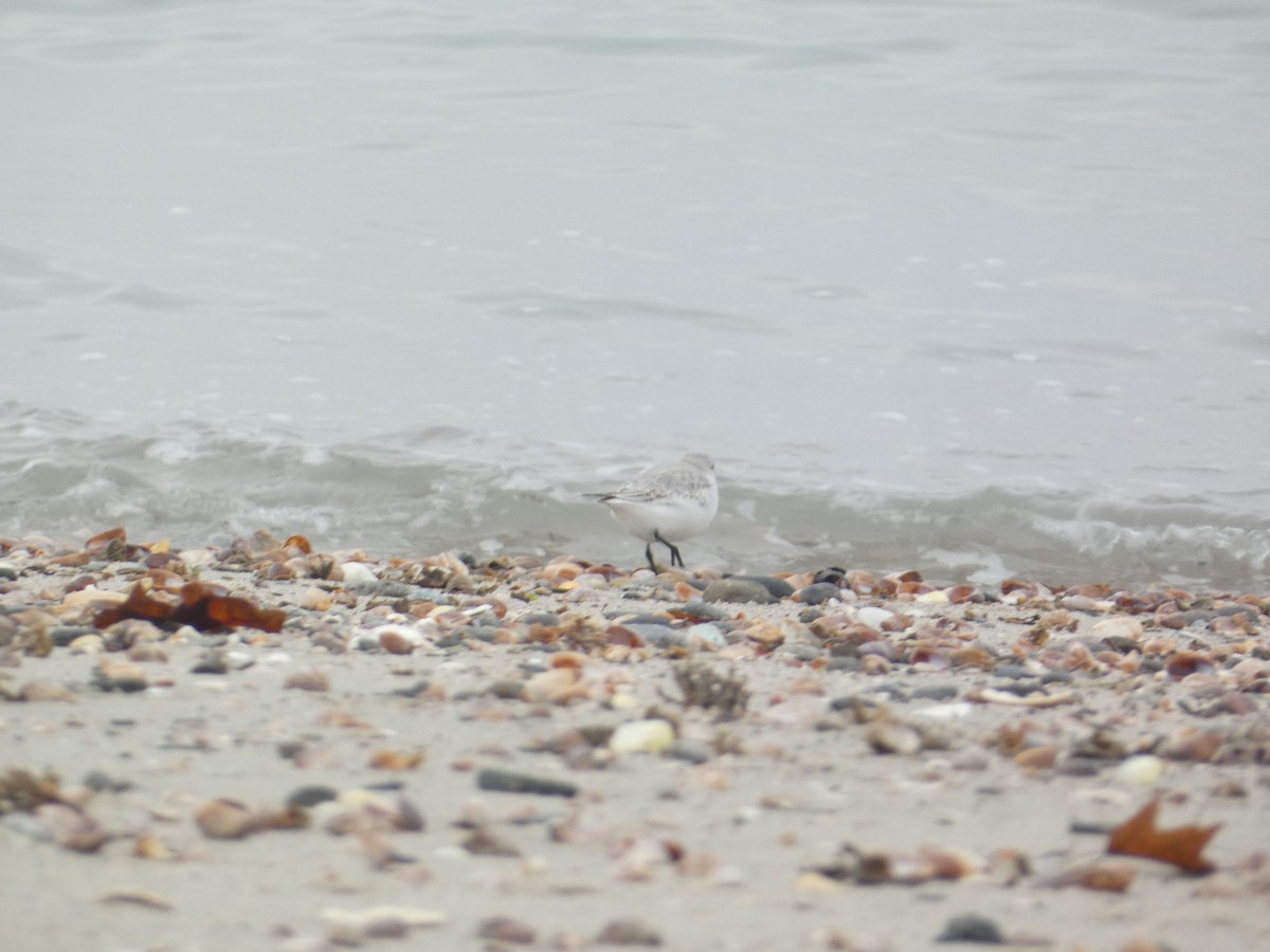 jespák písečný - ML646289458