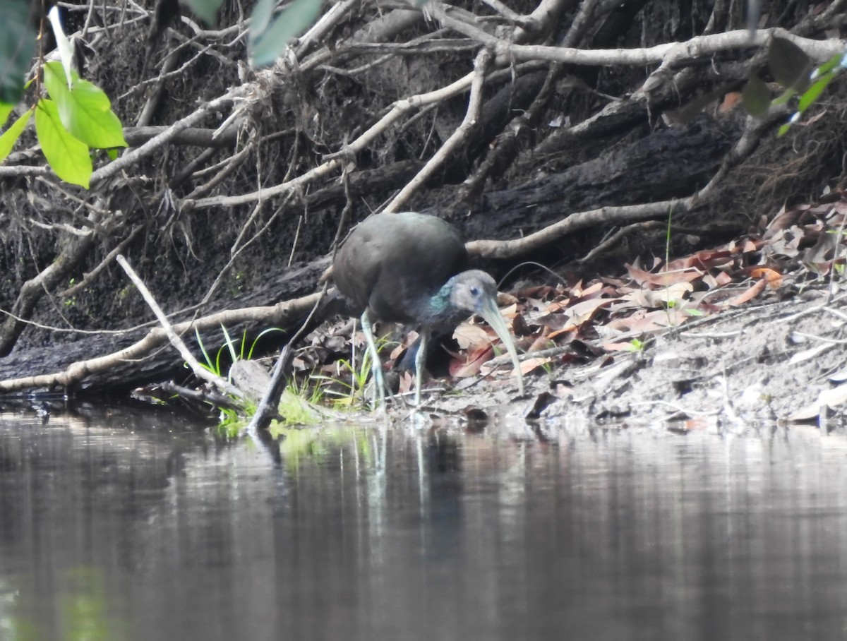 ibis zelený - ML646289459