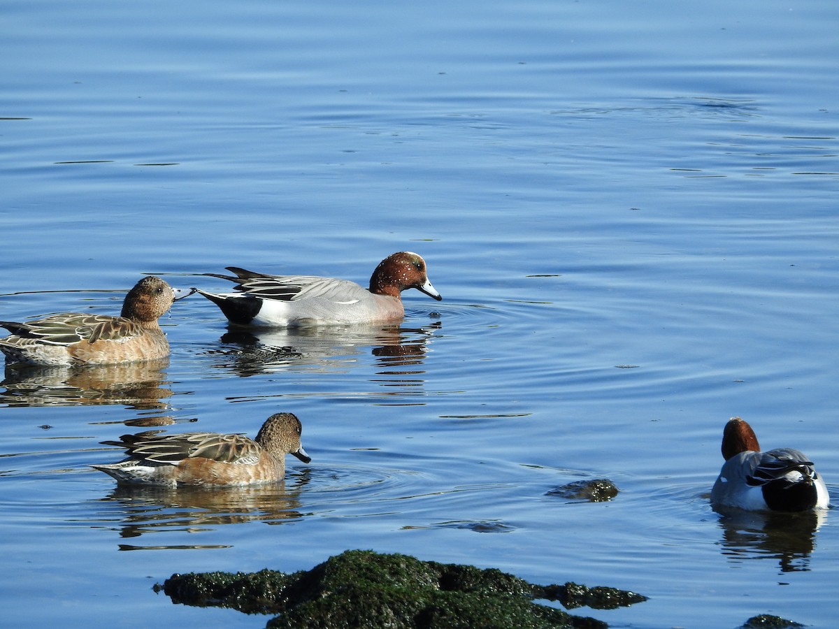 hvízdák eurasijský - ML646289460