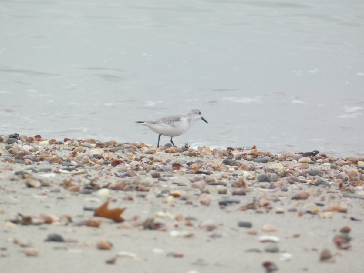 jespák písečný - ML646289461