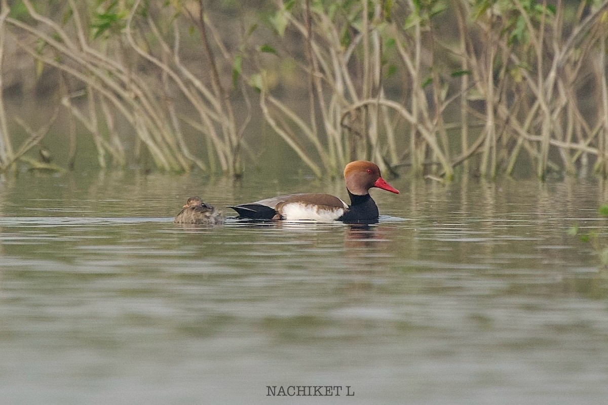 zrzohlávka rudozobá - ML646289462