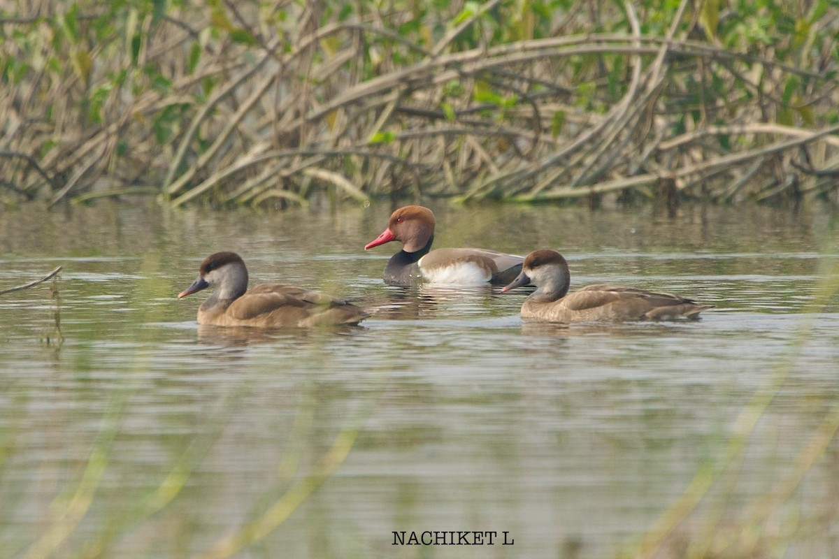 zrzohlávka rudozobá - ML646289463