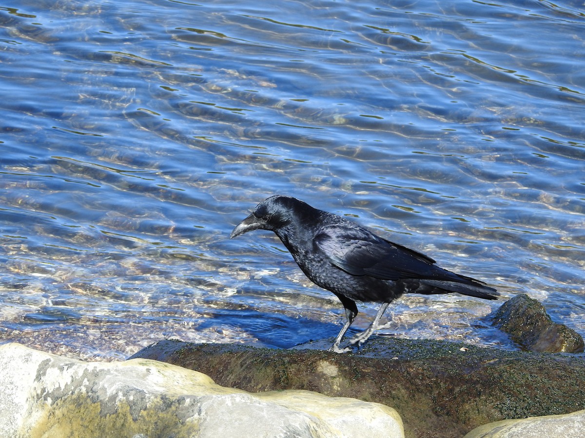 vrána černá - ML646289466