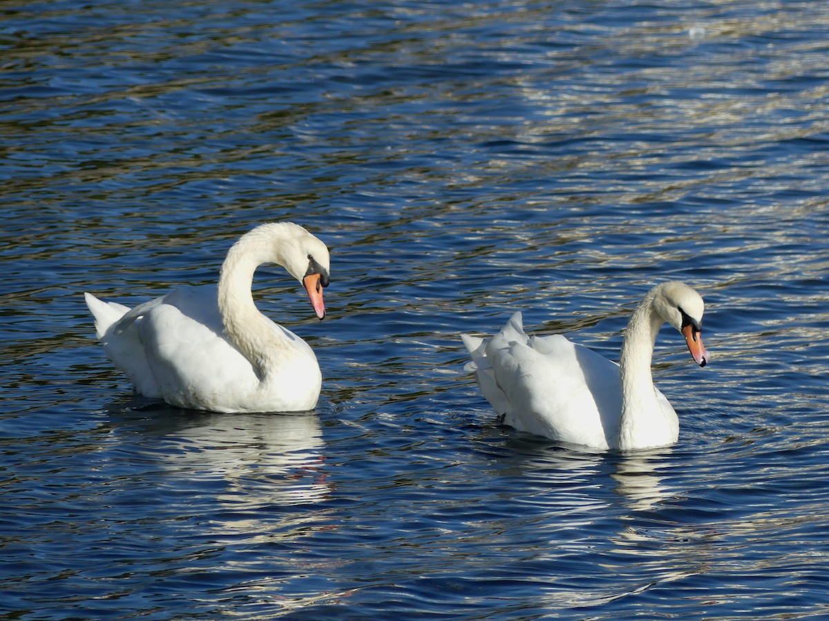 labuť velká - ML646289468