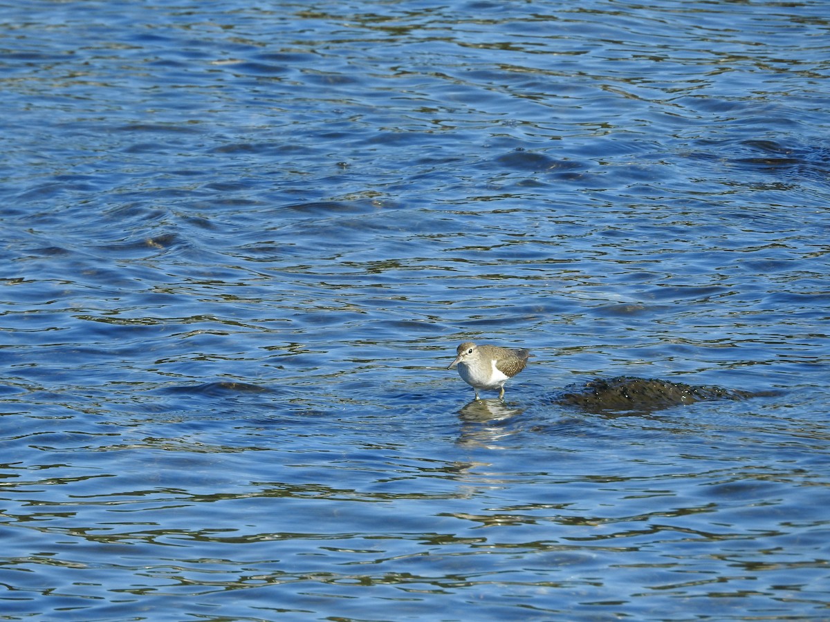 Common Sandpiper - ML646289471