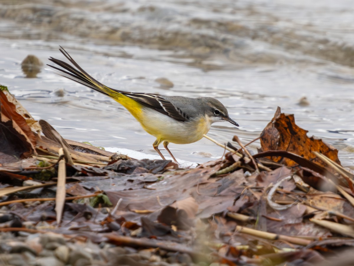 konipas horský - ML646289472