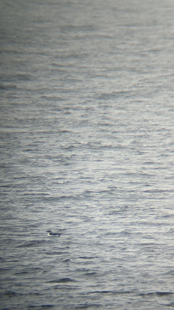 alka malá - ML646289479