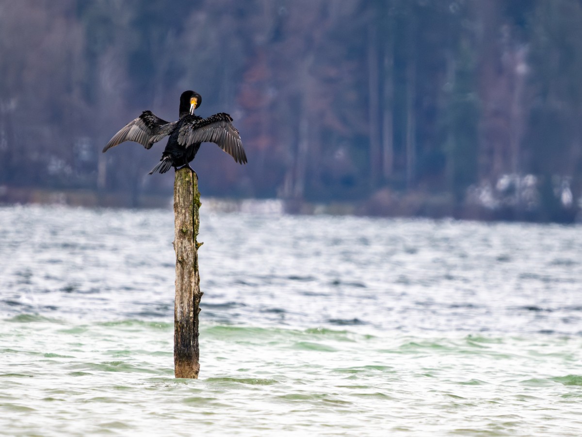 kormorán velký - ML646289480