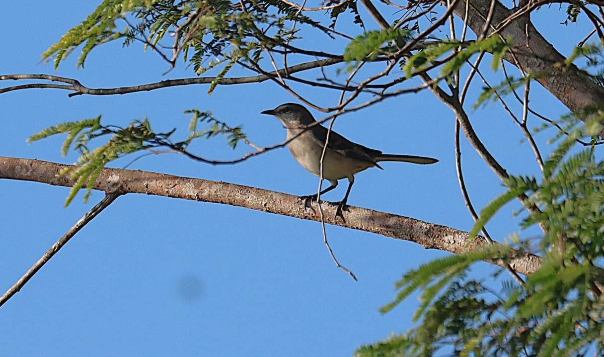 Northern Mockingbird - ML646289485