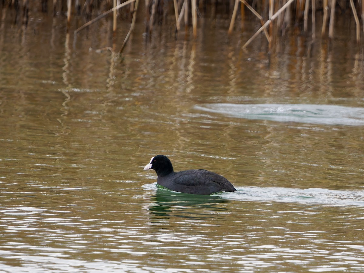 lyska černá - ML646289486