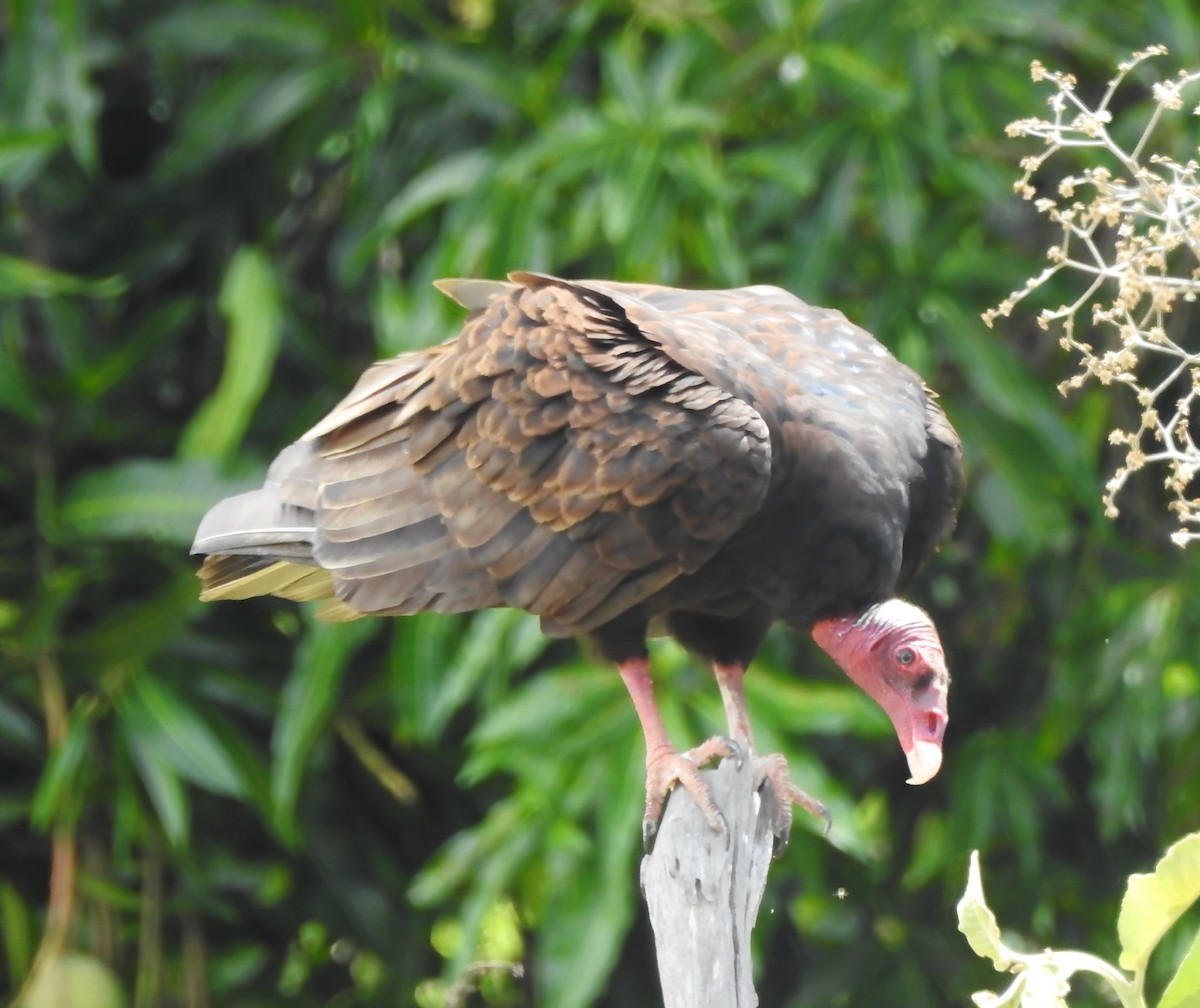 Turkey Vulture - ML646289487