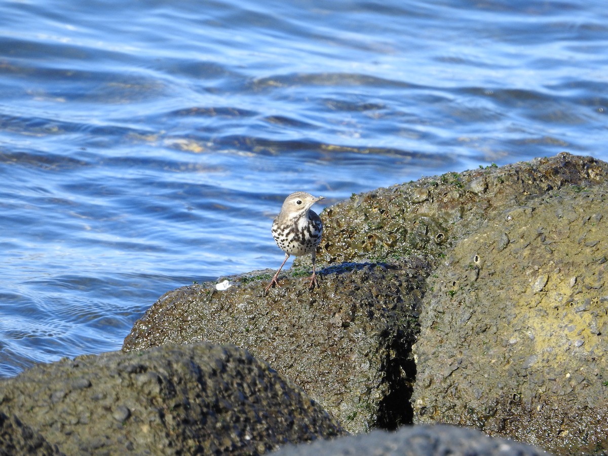 Siberian Pipit - ML646289488