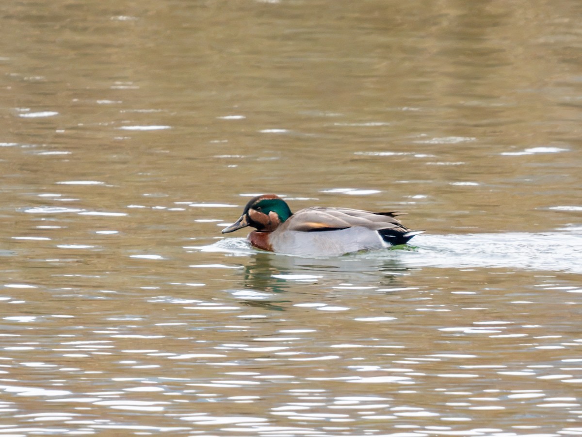 Green-winged Teal - ML646289491