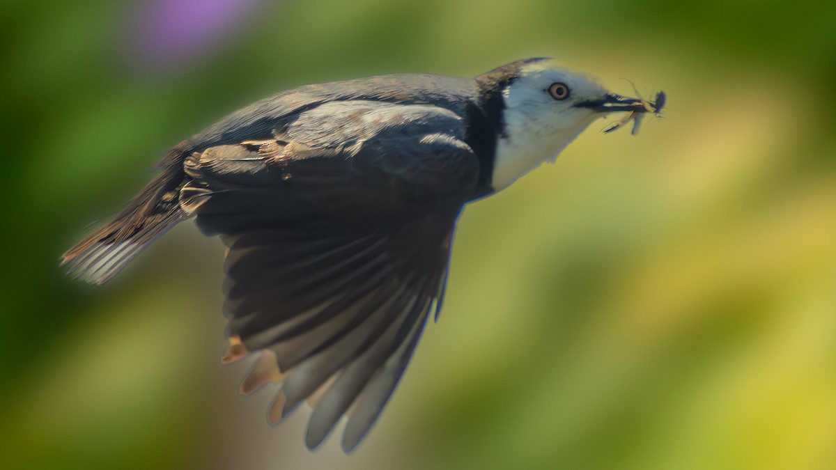 Eptianuro Pío - ML646289493