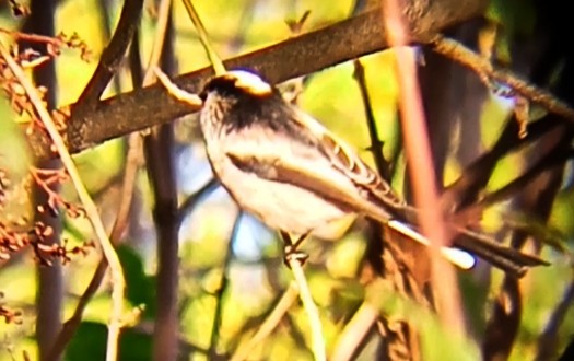 Long-tailed Tit - ML646289503