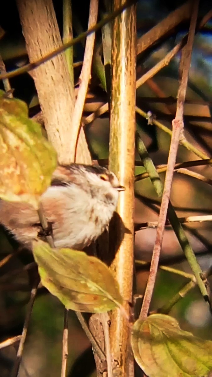 Long-tailed Tit - ML646289506