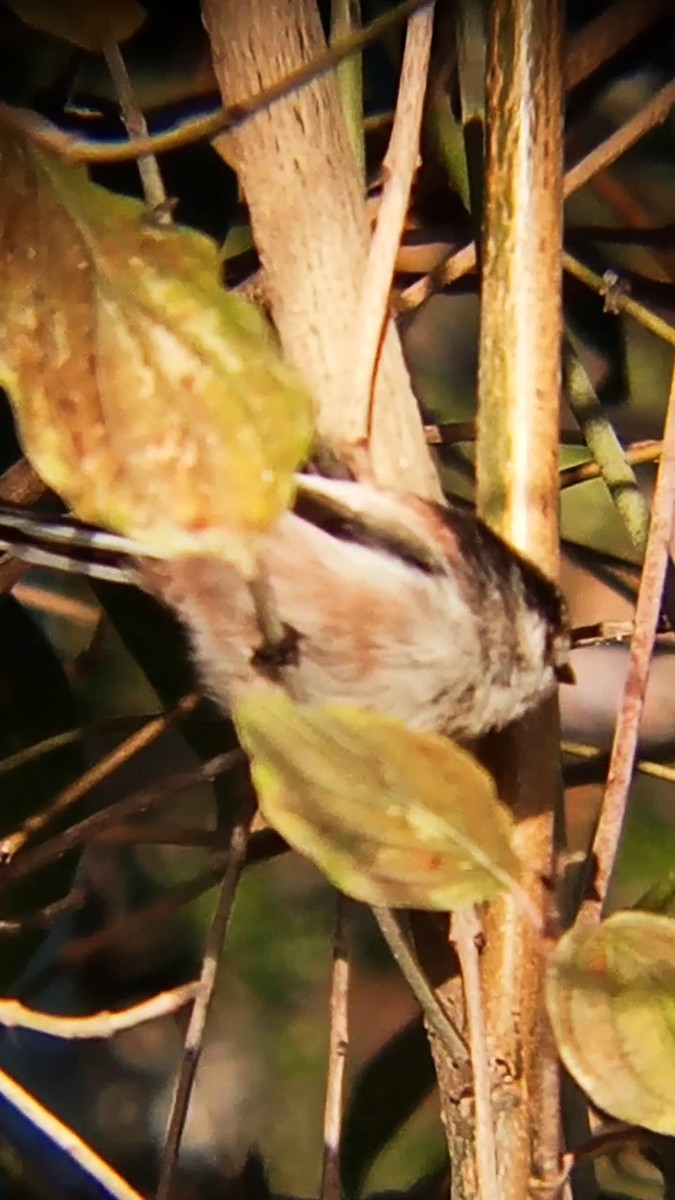 Long-tailed Tit - ML646289508