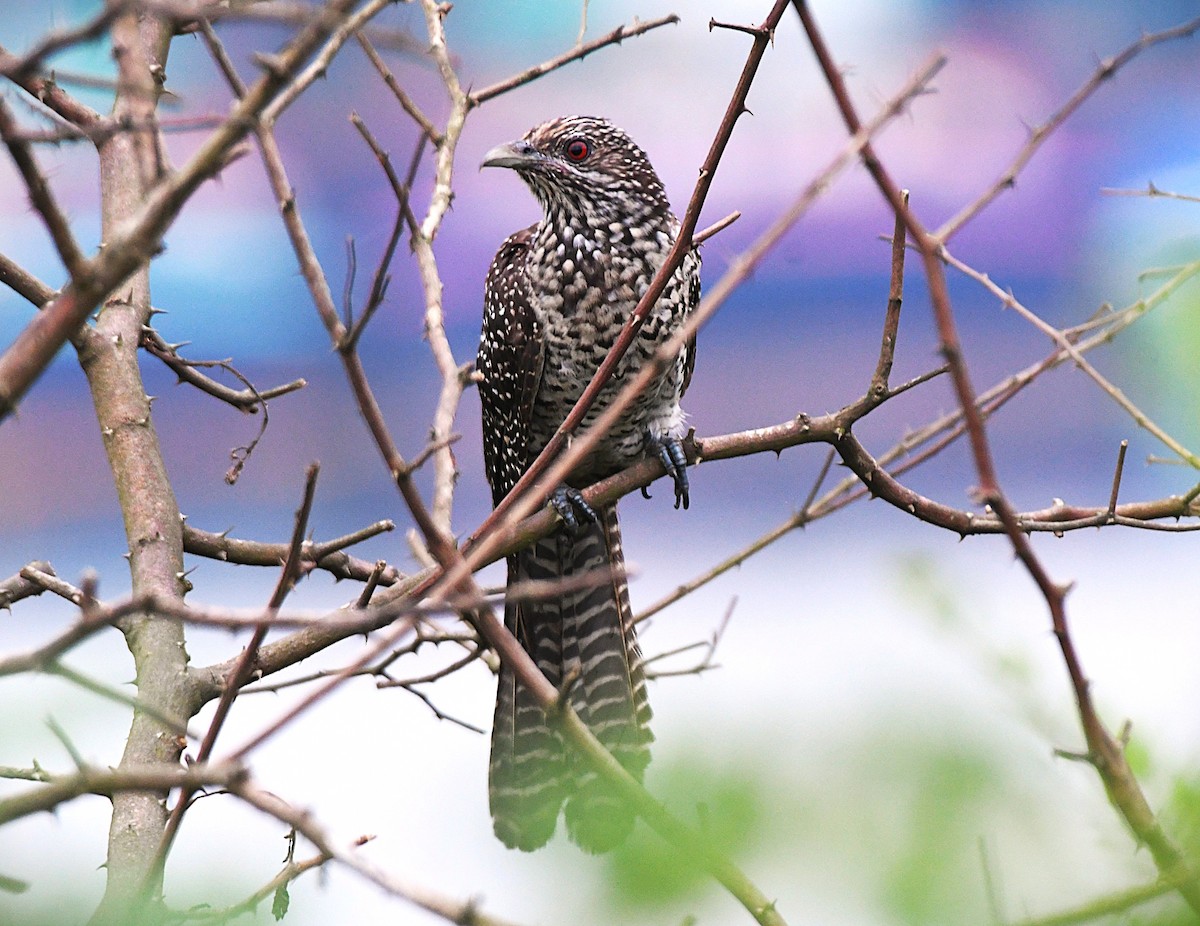 Asian Koel - ML646289511