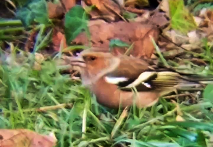Common Chaffinch - ML646289513