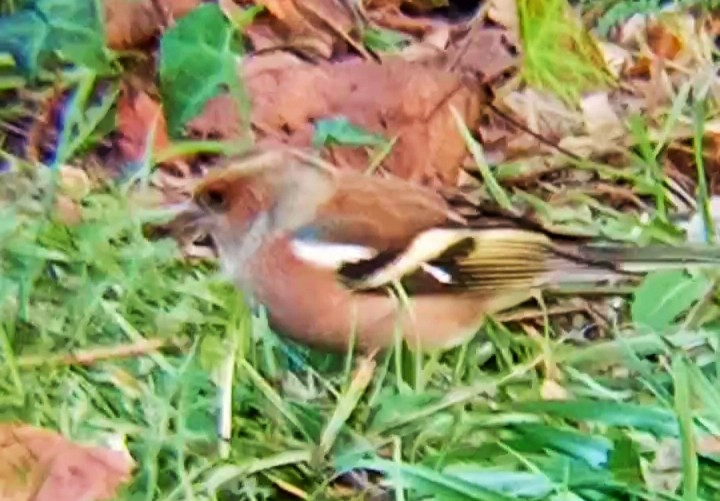 Common Chaffinch - ML646289514