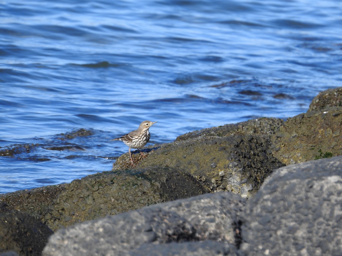 Siberian Pipit - ML646289516