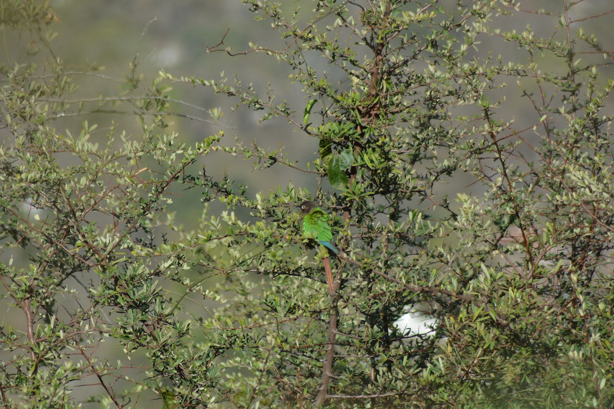 Green-cheeked Parakeet - ML646289521