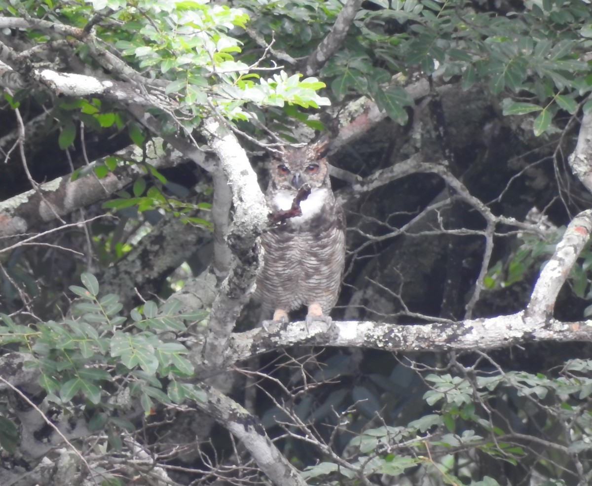 Great Horned Owl - ML646289525