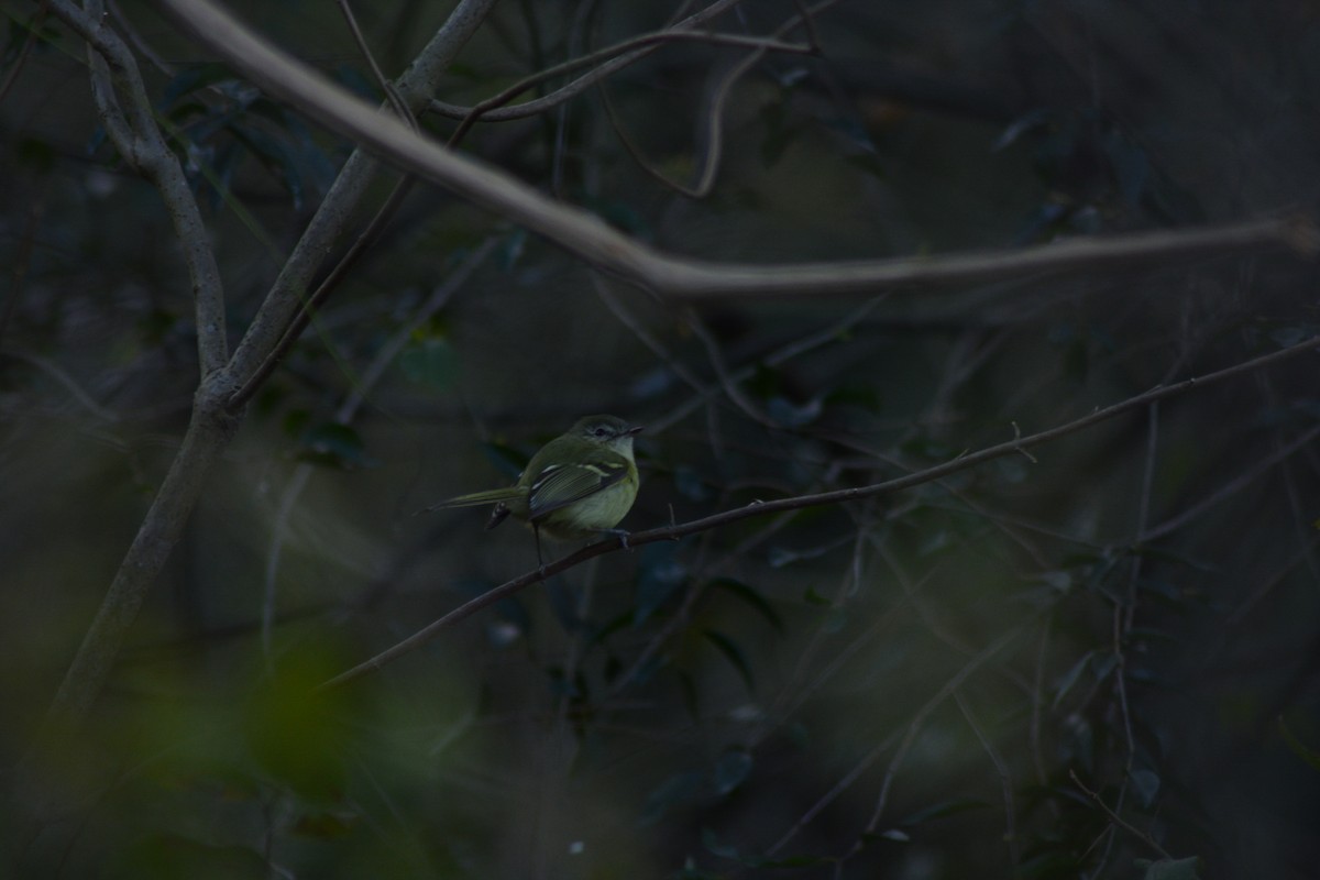 Mottle-cheeked Tyrannulet - ML646289529