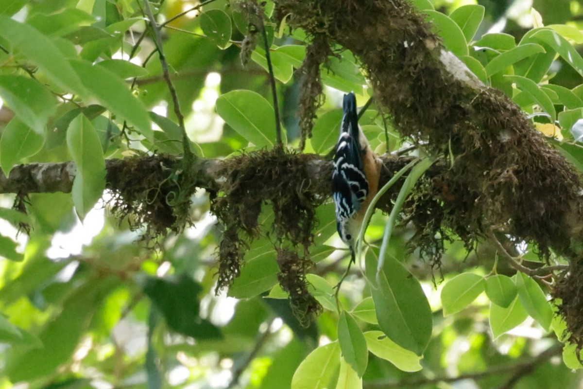 Beautiful Nuthatch - ML646289530