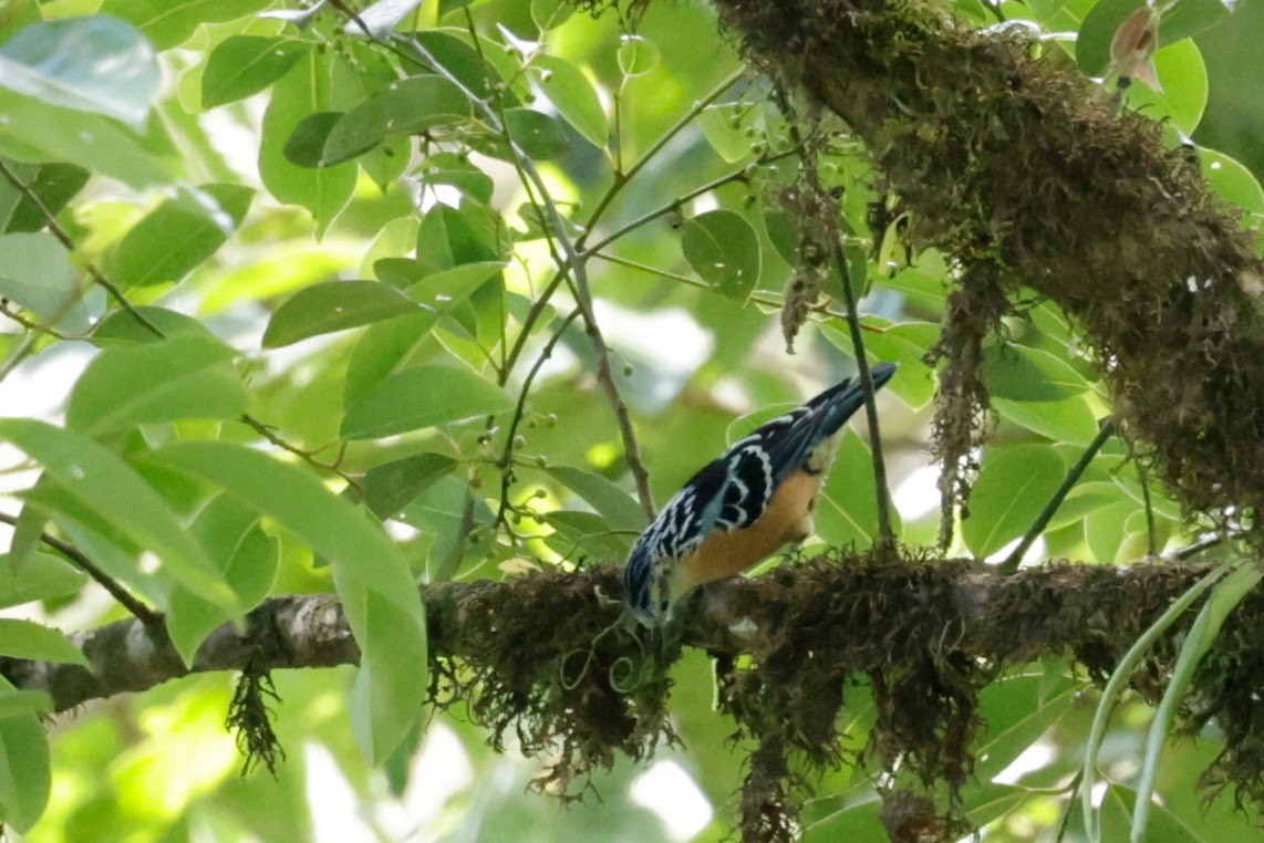 Beautiful Nuthatch - ML646289531