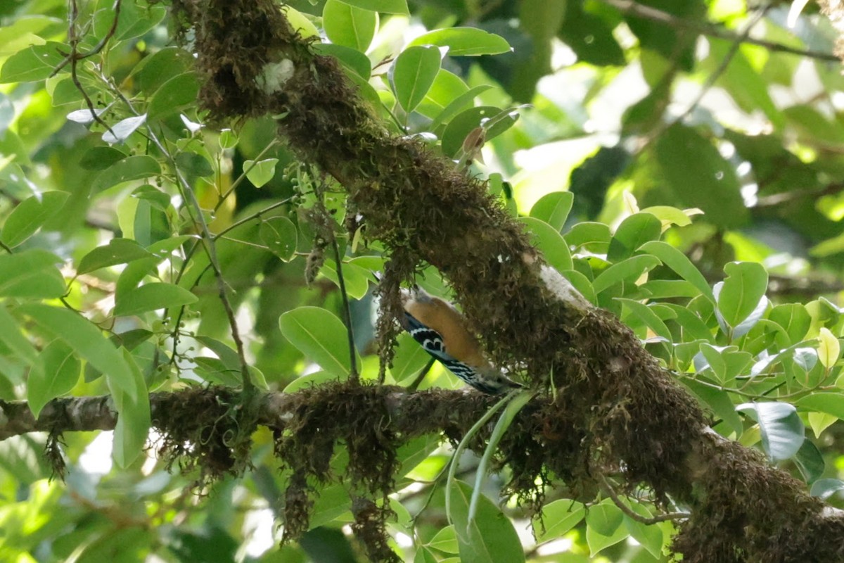 Beautiful Nuthatch - ML646289532