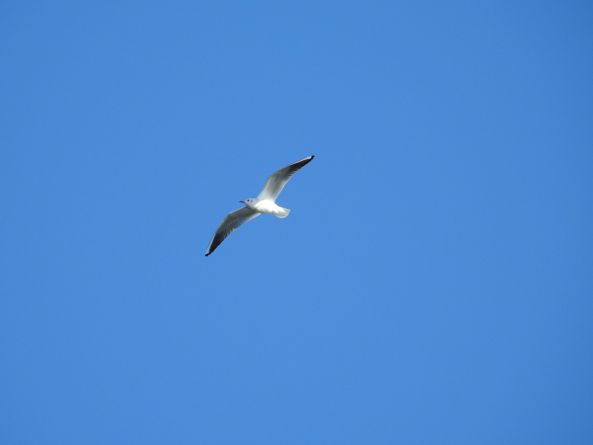 Black-headed Gull - ML646289538